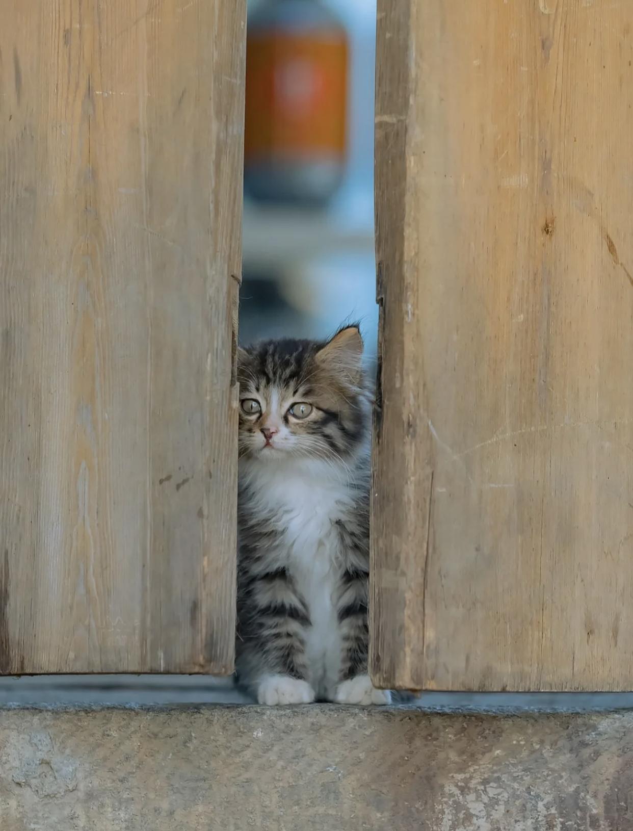 治愈系壁纸｜132张可爱小猫咪的样子