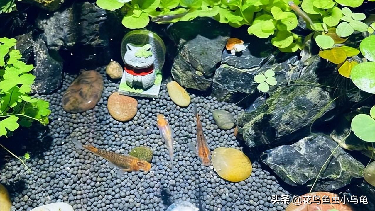 观背青鳉从卵孵化到长大需要多久,观背青鳉鱼卵如何提高孵化率