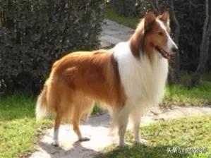 宠物狗应该怎么养详细介绍科普,宠物狗喂养及训练方法有哪些