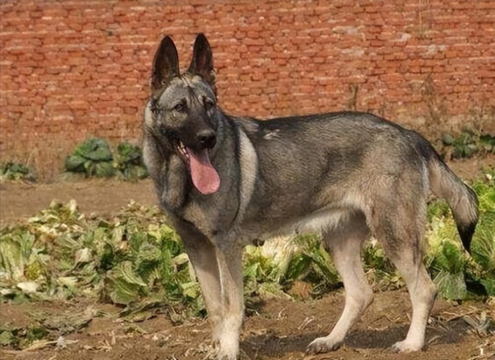 1939年日本狼狗部队,董翰良训练中国狼狗