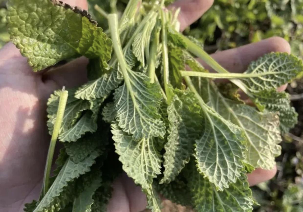 农村有一种痔疮草叫啥名,十大痔疮草