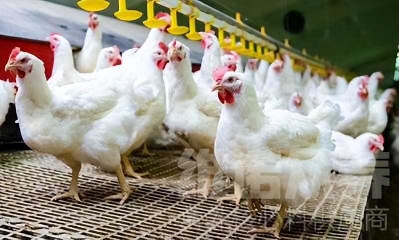 如何让鸡粪不发臭,鸡粪怎样才能使它不发酵