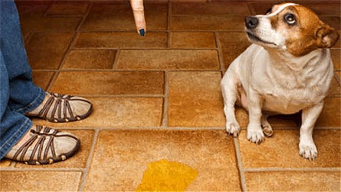 狗狗有小毛病指南,狗狗有这几个坏毛病说明智商高