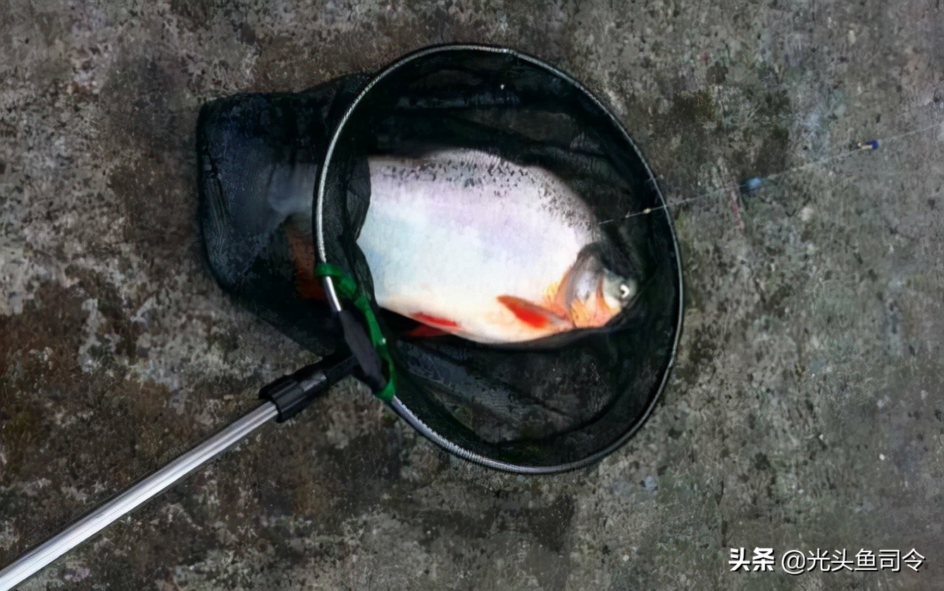钓条不认识的鱼，肚皮是红色的，差点被咬伤，网友：食人鱼？