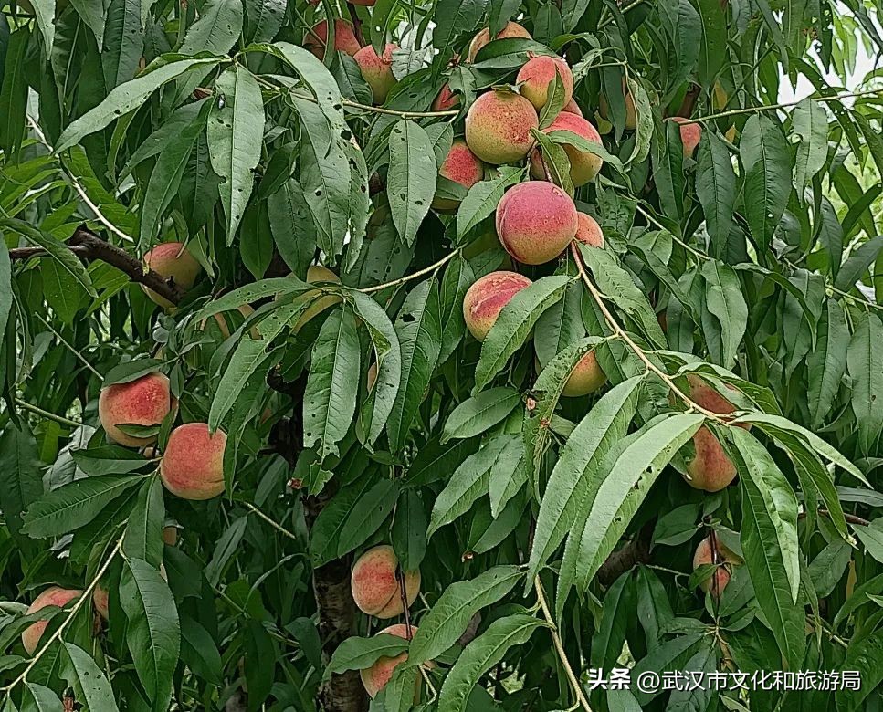 花朝河湾邀您来赏花,花朝河湾旅游景区本地人要门票吗