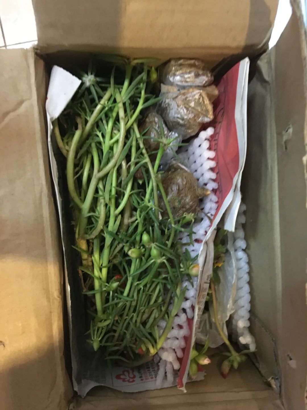 网上买花和实体店哪个好,网上买花和去花店买哪个便宜