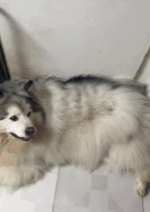 裸体金毛误闯地铁站被揪住耳朵：大哥！头发扎得有点紧了！