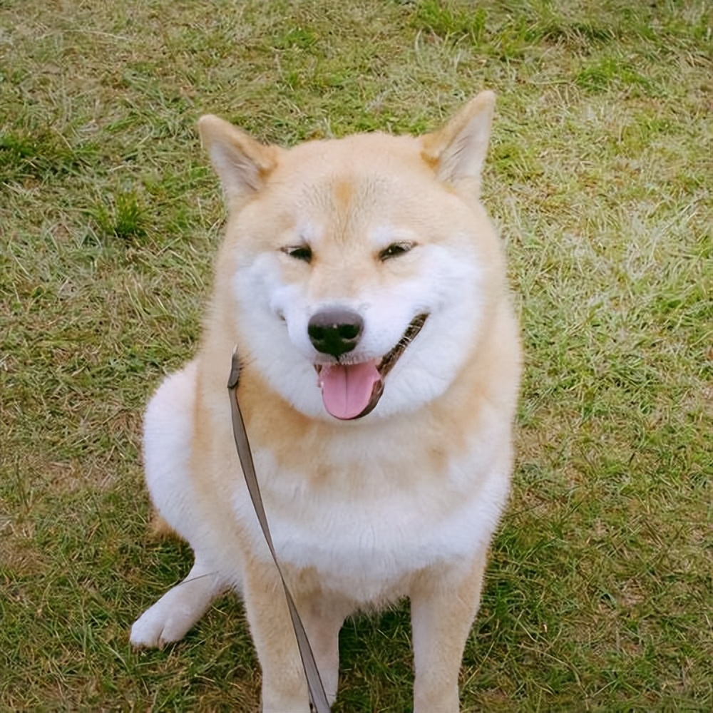 盘点小八嘎柴犬的所有瞬间,被铲屎官坑惨了的柴犬