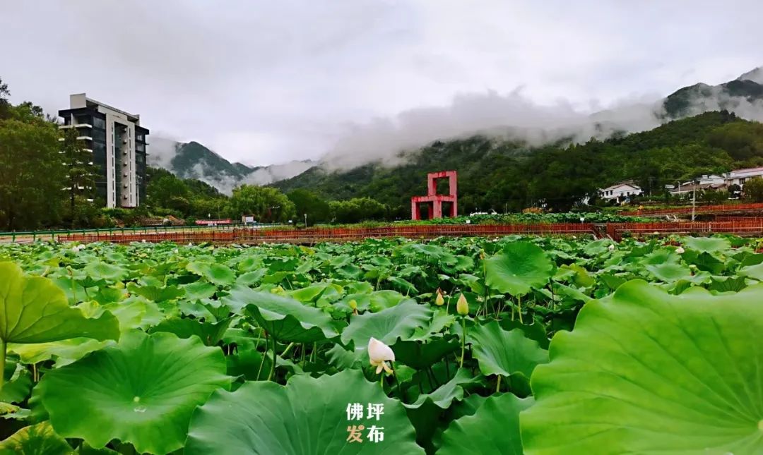 王家坪乡村旅游,佛坪县打造旅游景区