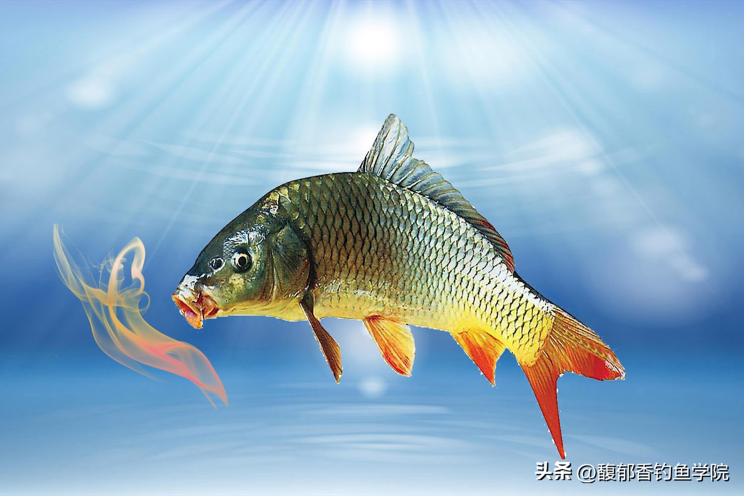 黑坑钓鲤鱼不咬钩怎么解决,黑坑钓鲤鱼那些猝不及防的瞬间