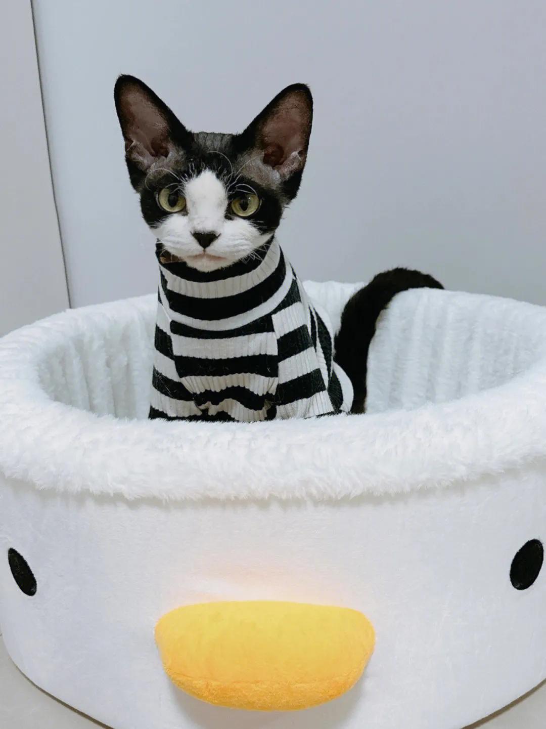 猫咪为什么对自己某个部位的毛发情有独钟？