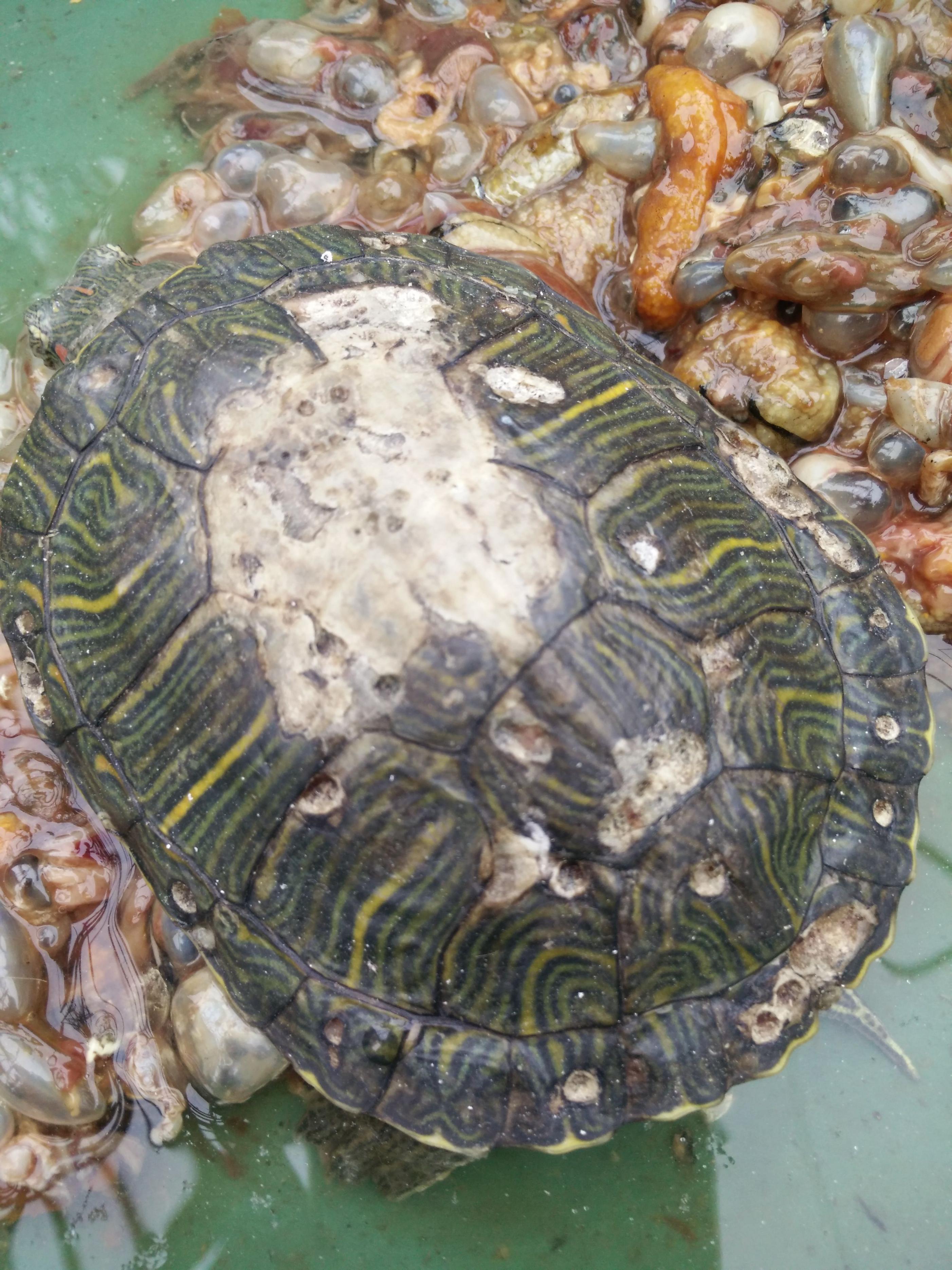 养龟必备的十大药,养龟知识100条解决养龟常见问题