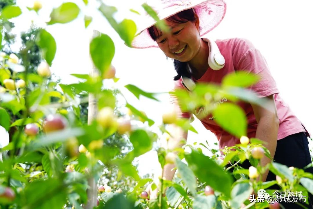 【大美桂林】桂林恭城三江乡：七彩椒点缀村民彩色致富梦