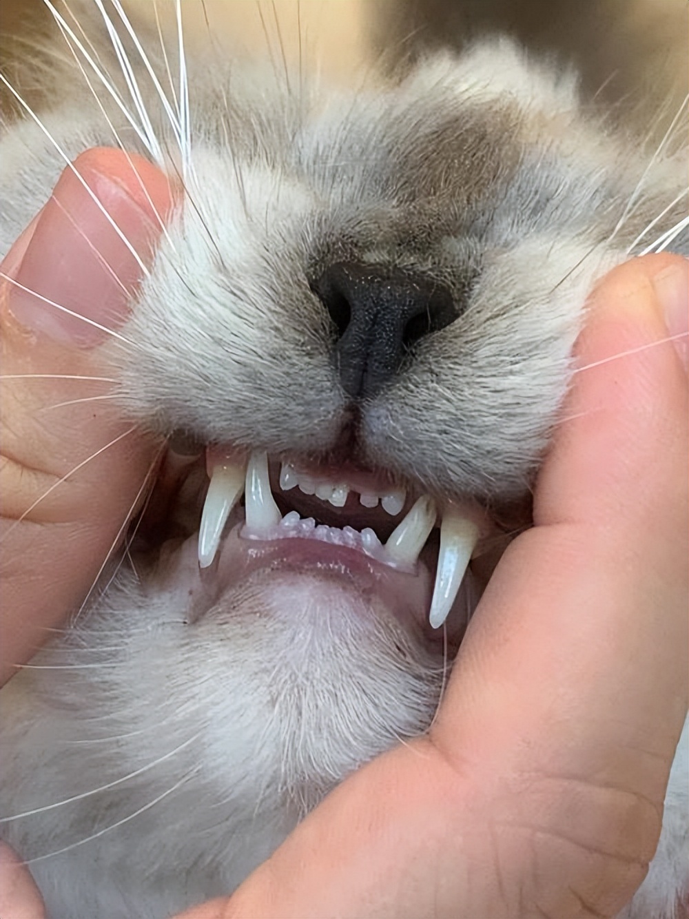 猫换牙齿,猫换牙会有什么症状