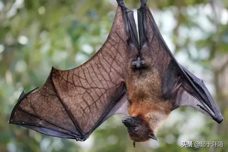 看完这组图才知道大自然有多可怕,汤加最新画面