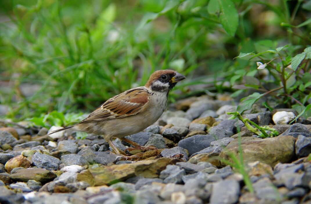 为什么抓到的麻雀，怎么养都养不活?原因终于找到了