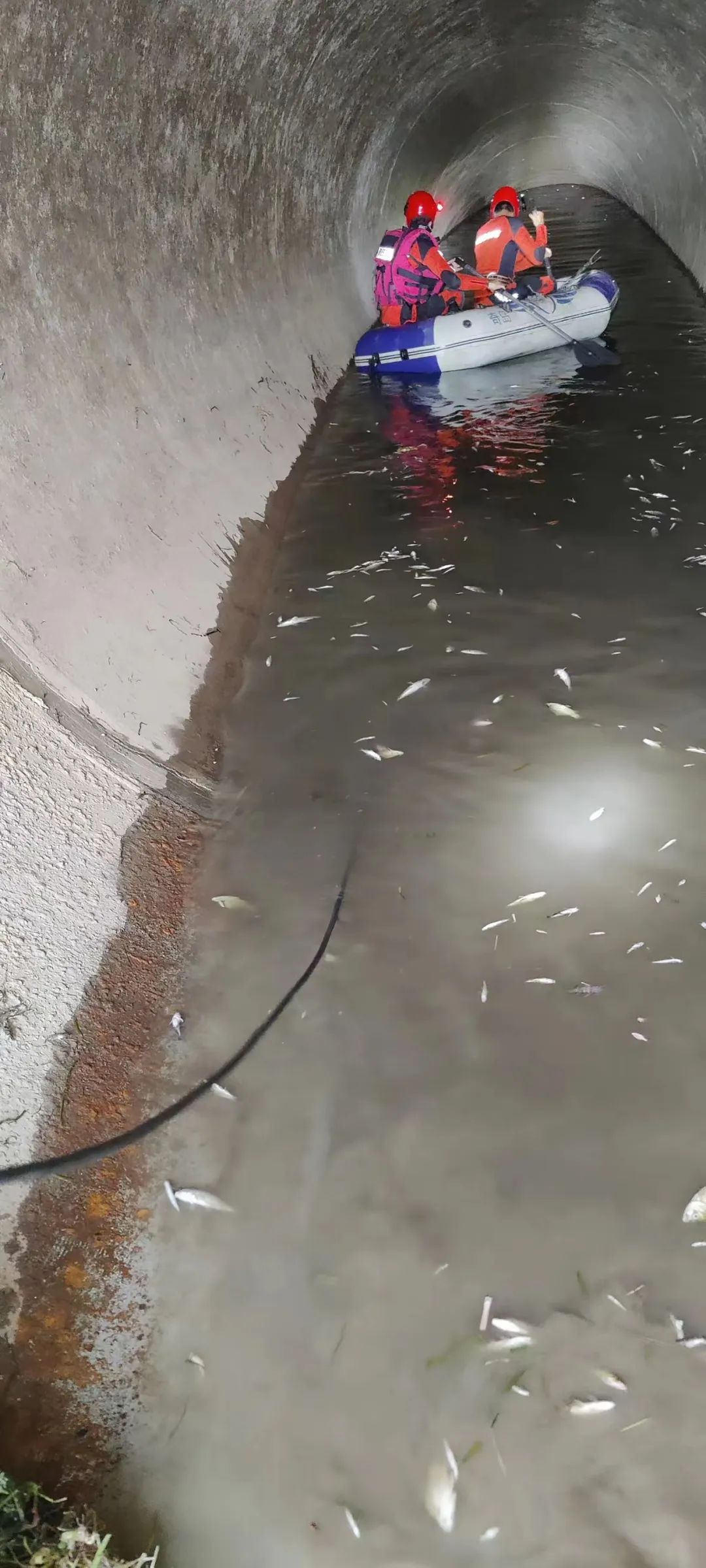 多地报告发现！专家紧急提醒：不能吃，卵有剧毒