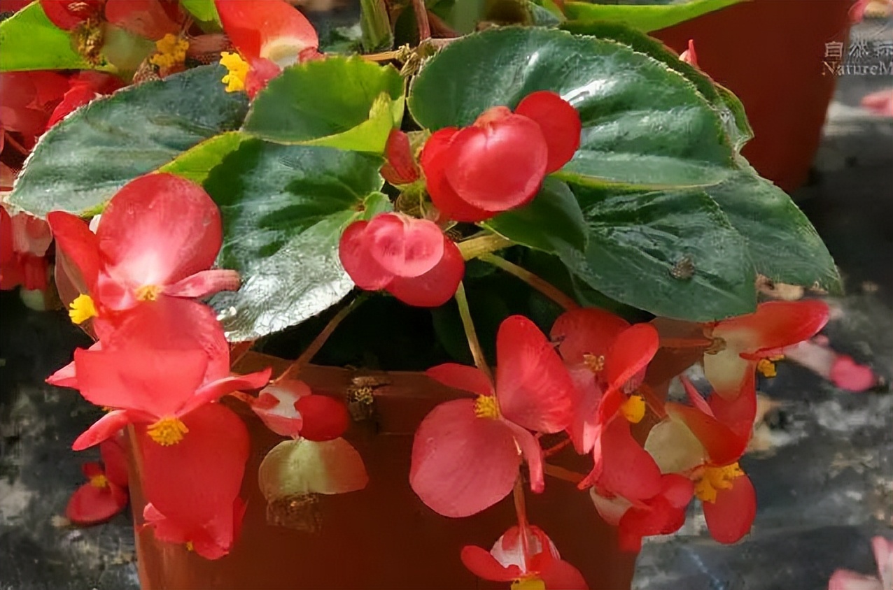 植物识别小口诀，总结的太全了！