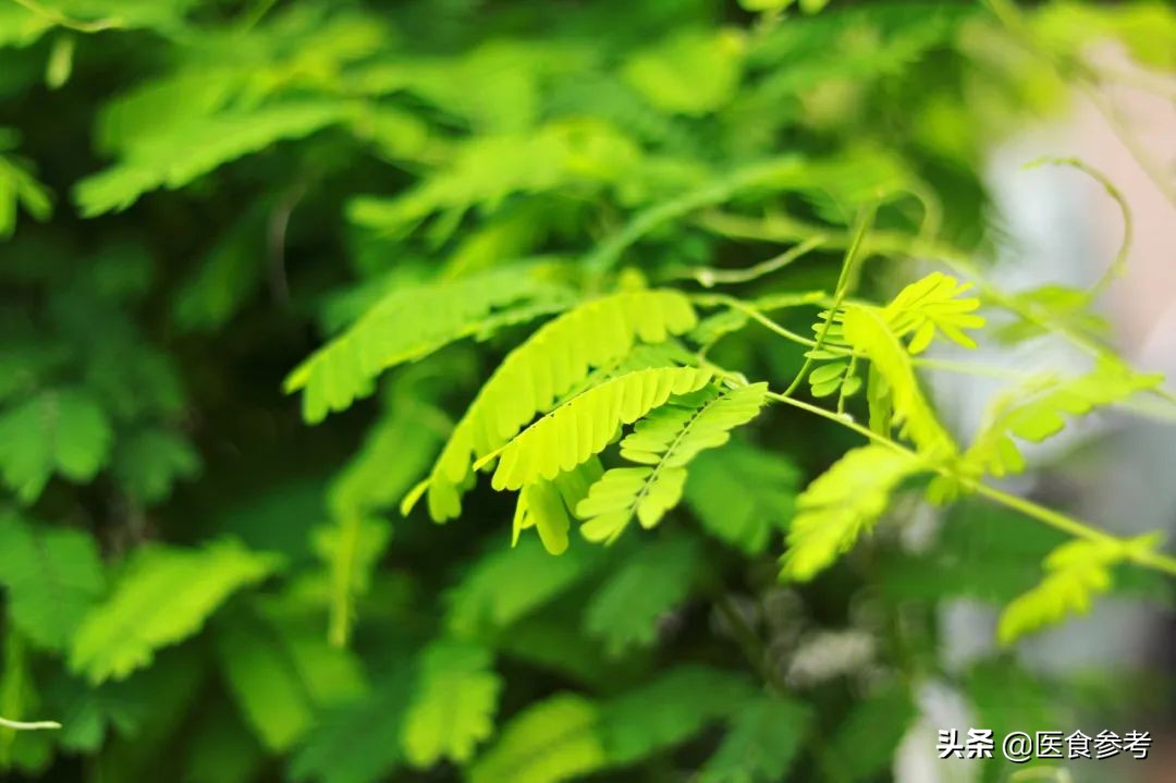 春分季节喝什么汤去火,春分三候养生食谱