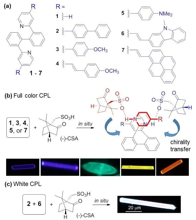 汉黄芩素纳米颗粒功能化钛/锶微纳结构界面能否促骨质疏松骨折？