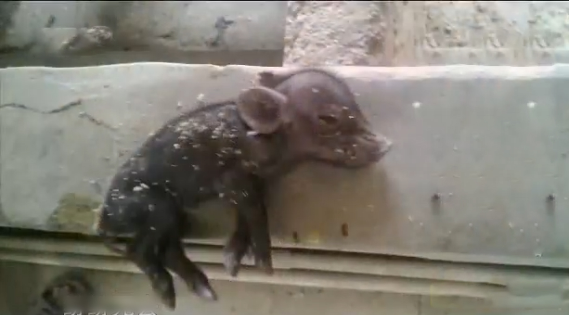 2009年，男子花6万买瘸腿病猪当宝贝养，8年后病猪帮他年入3000万