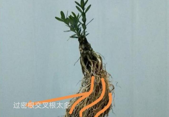 没有造型的罗汉松树苗,没根的造型罗汉松能养活吗