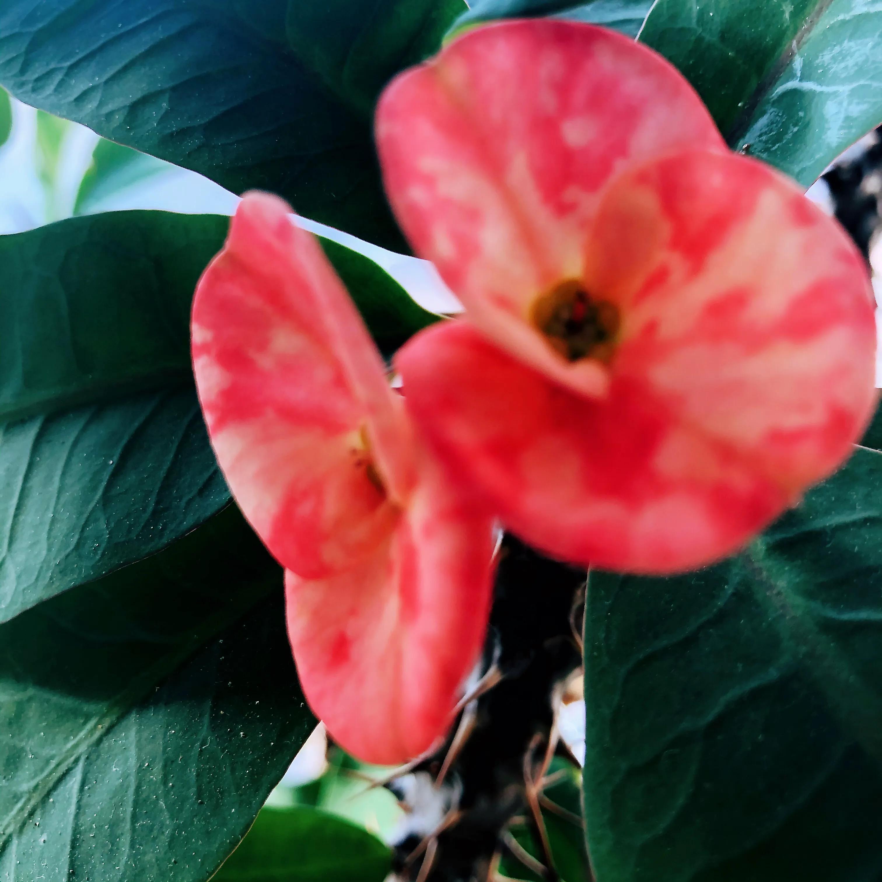 家里养什么花儿好养活,家里养的花儿图片