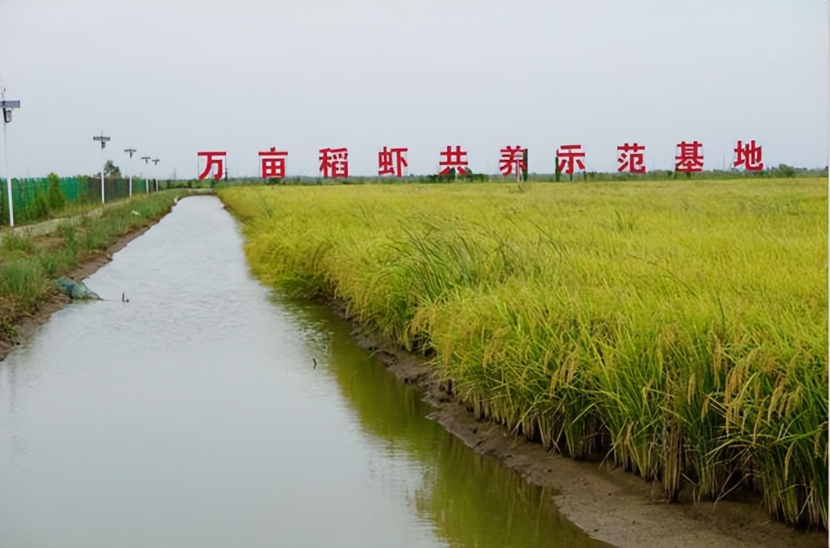 海水稻最新发展,海水稻真的难吃么