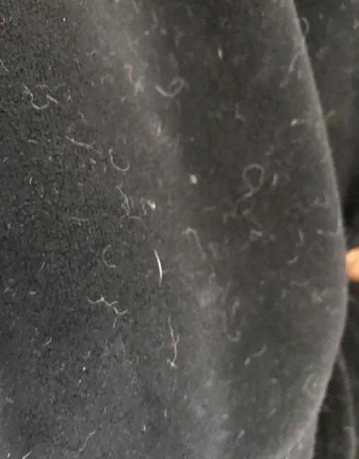 养猫家庭必备除毛好物,养猫买什么家电