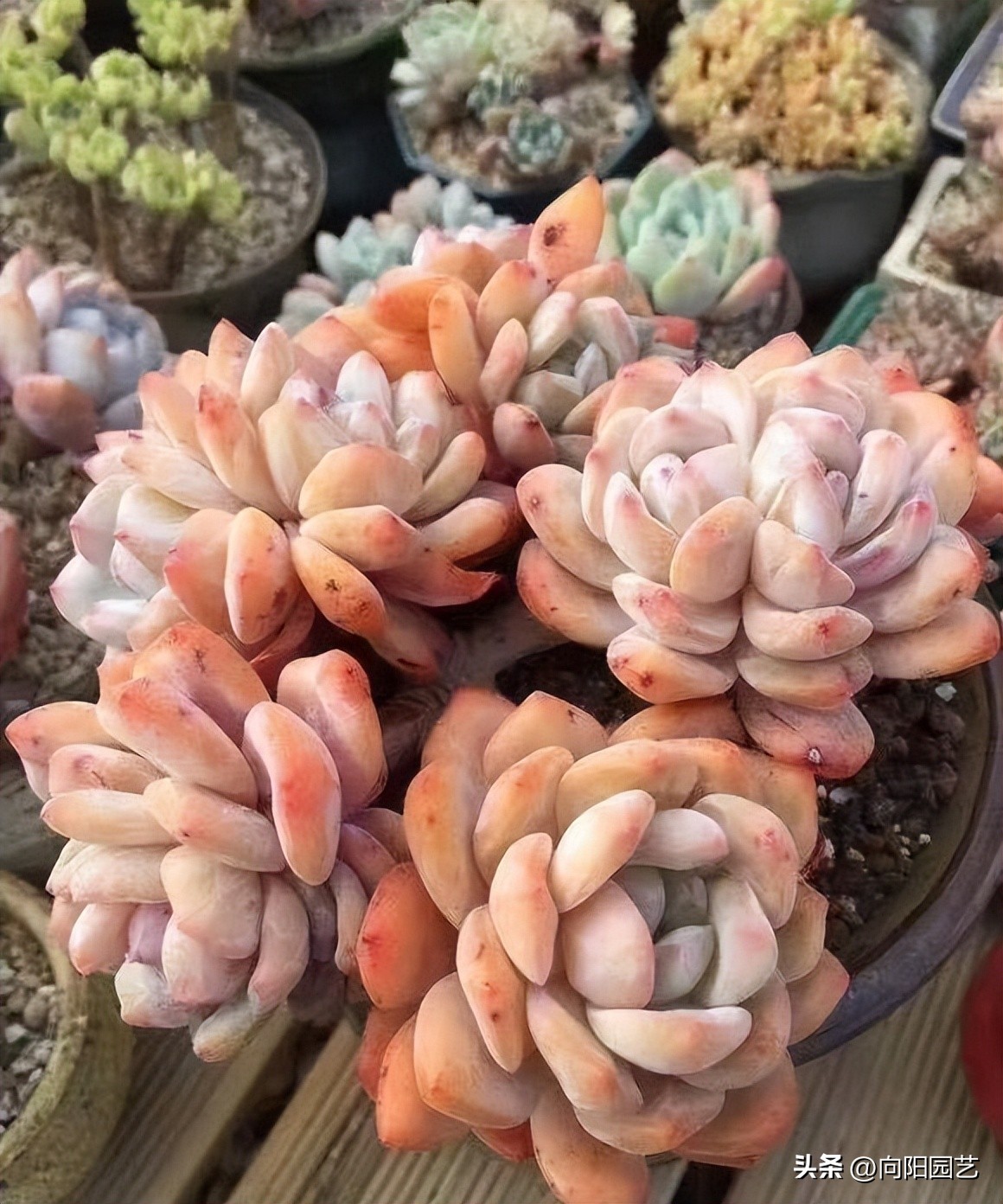 多肉种植药剂,多肉驱虫药剂