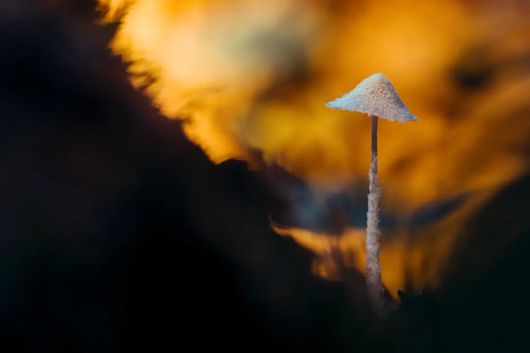 摄影师顾光辉：把爱好变成技能，摄影需要一种执着