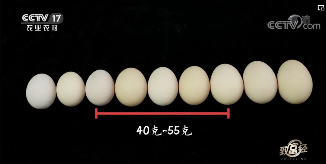 5万只鸡蛋一年能赚多少钱,一年卖1000万个鸡蛋