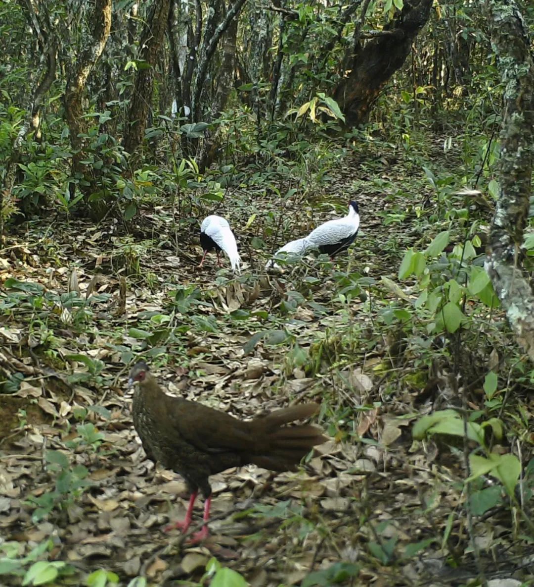 昆明七彩云南怎么样,七彩云南避暑家园