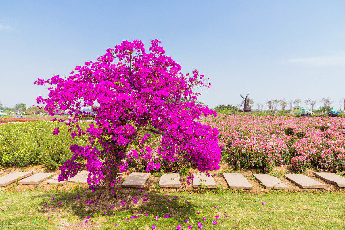 盆栽大型植物2000块钱,200块左右盆栽