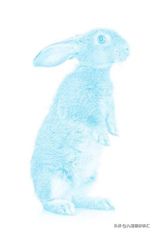 站立的兔子侧面,站立的兔子简笔画