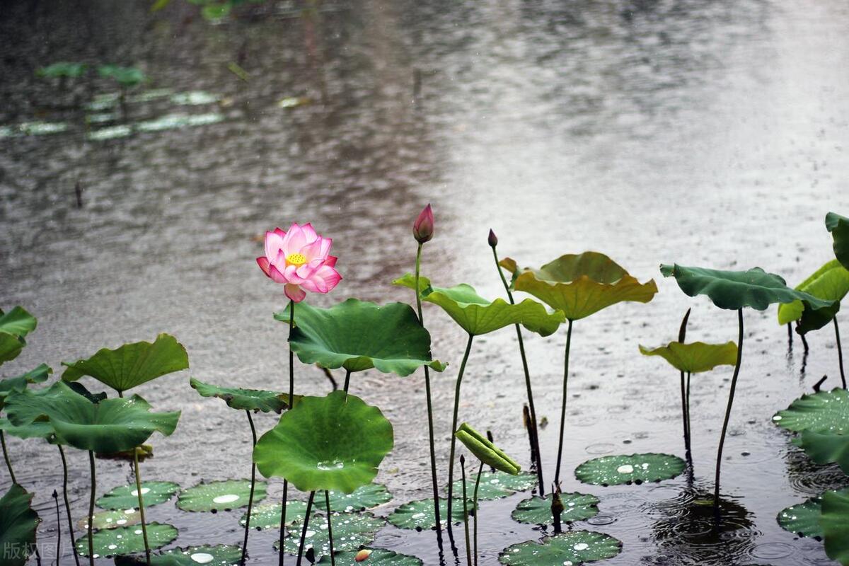 明日换甲,农村俗语“纯木换甲子,白虎好回家”,明日不下雨好吗