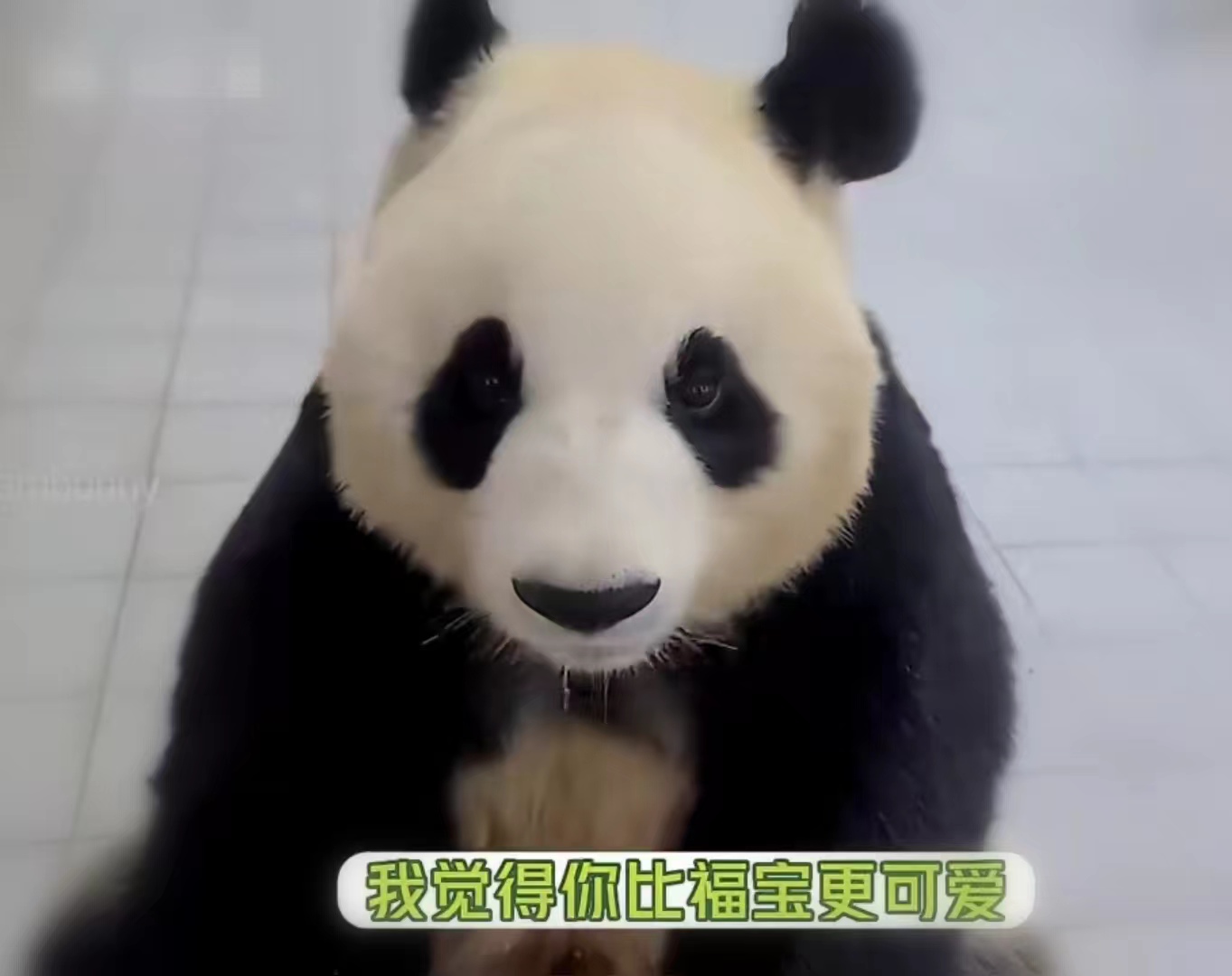 爱宝对姜爷爷有多信任,爱宝对姜爷爷的信任