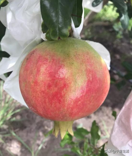 突尼斯软籽石榴和河阴石榴的区别,正宗原产地突尼斯第一名软籽石榴
