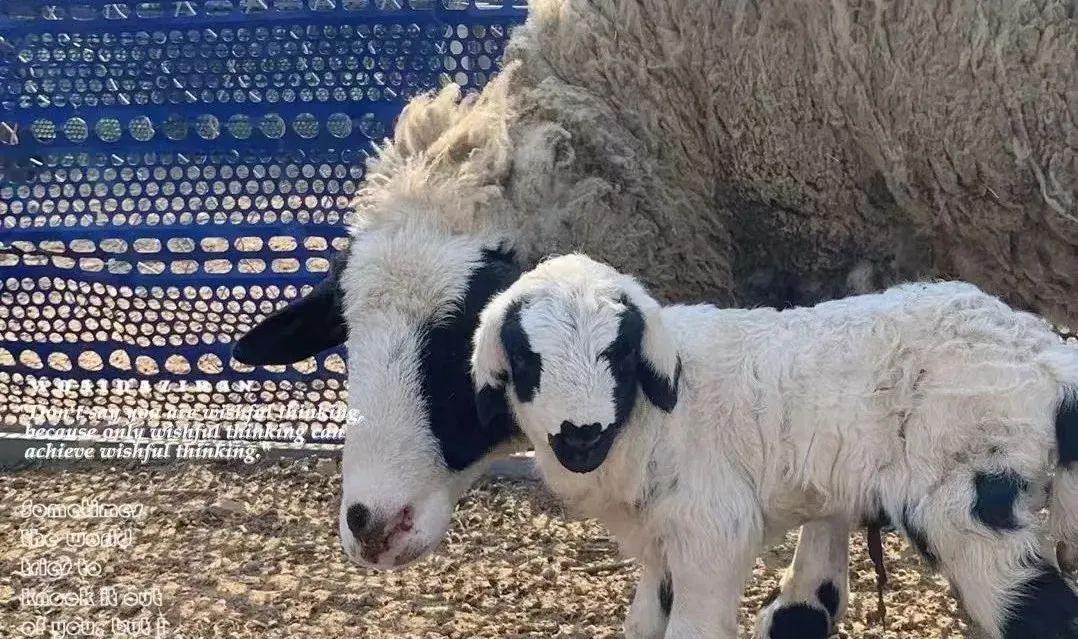 95后女大学生辞职返乡种地,95后女生返乡创业养鹅