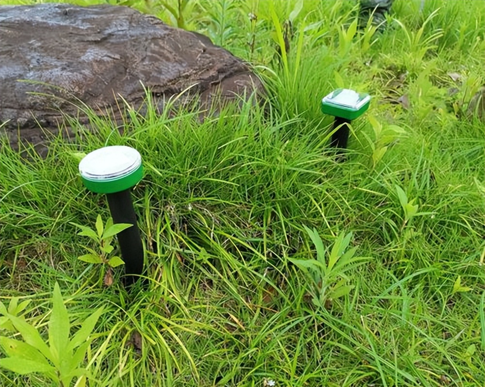 卧室内惊现毒蛇,长沙一家出现毒蛇