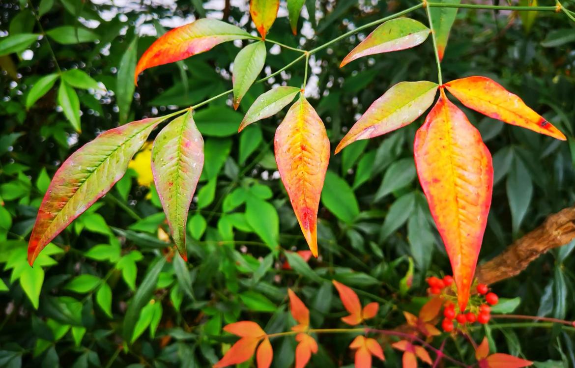 冷枫染红，霜叶流丹。不读这20首红叶诗词，辜负秋光烂漫