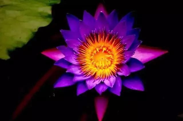 十大高档花卉,十大价值高的植物