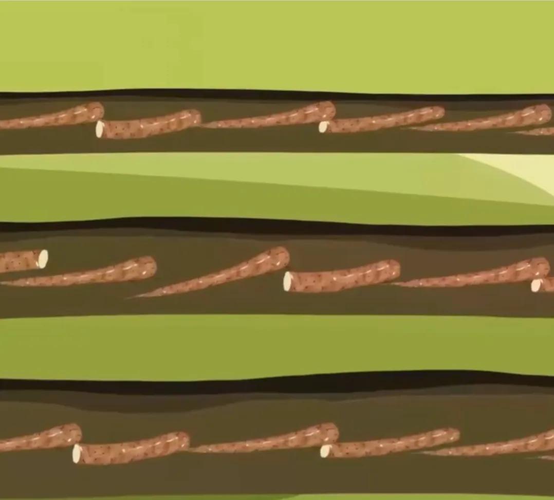 农村小伙承包400多亩地,小伙承包500亩地种特产如今暴富