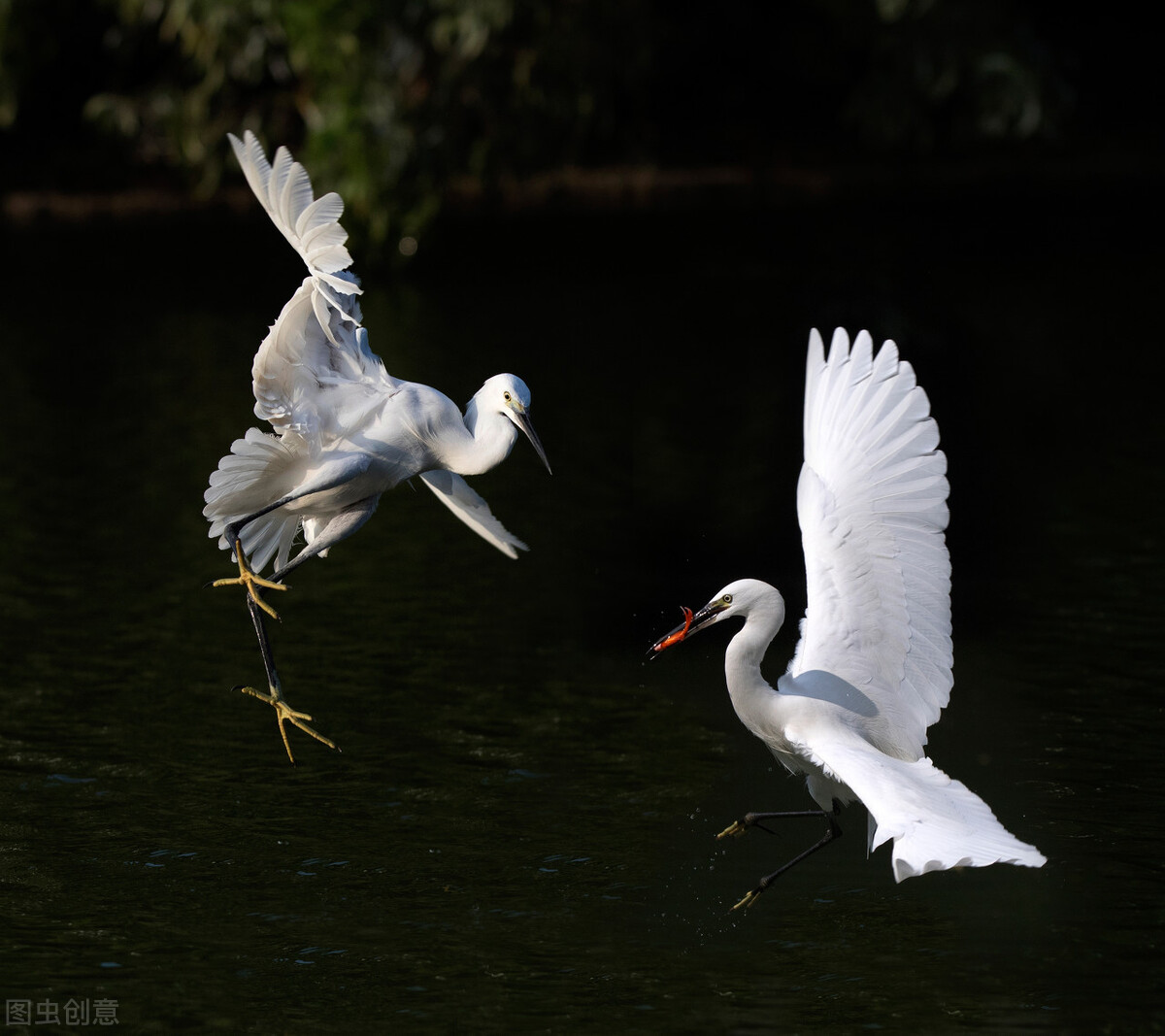 历代咏白鹭的古诗词,咏白鹭古诗意境