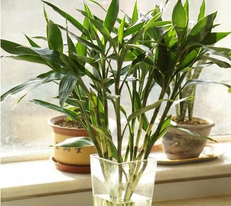 富贵竹几根寓意好,富贵竹要放几根才是吉利数字