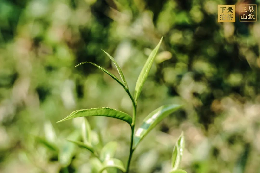 易武正山与易武乔木有何区别,正山小种茶农世家