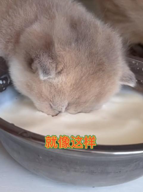 驴得水小朋友是智障猫吗,全网公认的智障猫怕水