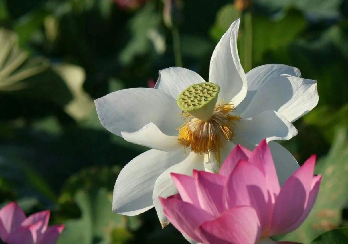 百年好合啥意思,百年好荷酒