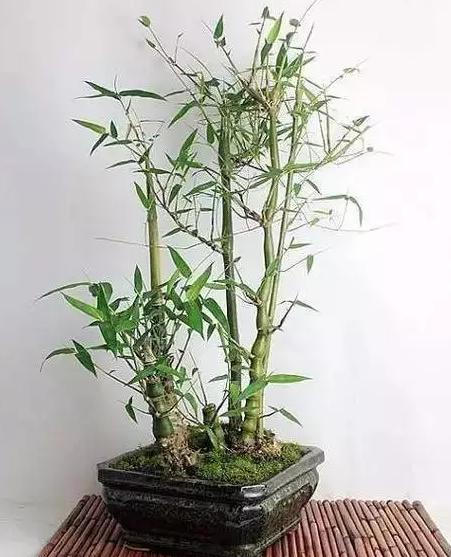 罗汉竹叶子黄了怎么补救,罗汉竹叶子干枯发黄怎么办