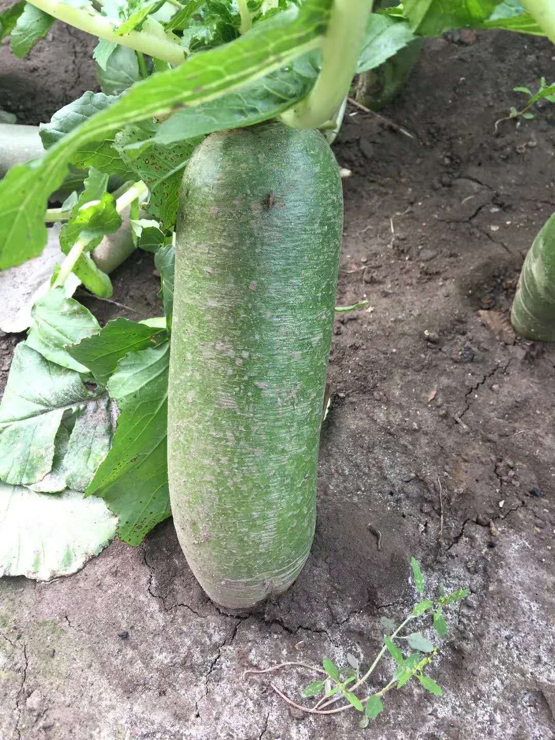 天津的特产什么地方的最正宗,天津著名的特产有哪些